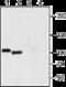 Polycystin 2, Transient Receptor Potential Cation Channel antibody, GTX54867, GeneTex, Western Blot image 