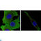 Superoxide Dismutase 1 antibody, LS-C812779, Lifespan Biosciences, Immunofluorescence image 