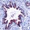 Sonic hedgehog protein antibody, PA5-32594, Invitrogen Antibodies, Immunohistochemistry frozen image 