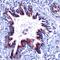 Sonic Hedgehog Signaling Molecule antibody, PA5-32594, Invitrogen Antibodies, Immunohistochemistry frozen image 