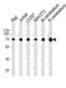 Acetylcholinesterase antibody, abx034995, Abbexa, Western Blot image 