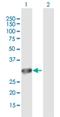 Dynein Axonemal Light Intermediate Chain 1 antibody, H00007802-B01P, Novus Biologicals, Western Blot image 