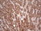 4-Aminobutyrate Aminotransferase antibody, LS-C340146, Lifespan Biosciences, Immunohistochemistry frozen image 