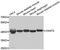 Creatine Kinase, Mitochondrial 2 antibody, orb373947, Biorbyt, Western Blot image 
