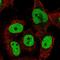 TCF3 Fusion Partner antibody, HPA058534, Atlas Antibodies, Immunofluorescence image 