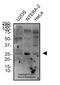 Aquaporin 5 antibody, NBP2-67247, Novus Biologicals, Western Blot image 