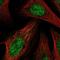 BCL6 Corepressor antibody, NBP2-58057, Novus Biologicals, Immunofluorescence image 