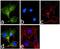 Notch Receptor 2 antibody, 701980, Invitrogen Antibodies, Immunofluorescence image 