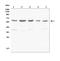 C9orf72-SMCR8 Complex Subunit antibody, A00419-1, Boster Biological Technology, Western Blot image 