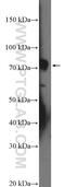 Ribosomal Protein S6 Kinase A1 antibody, 16463-1-AP, Proteintech Group, Western Blot image 