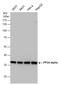 Protein Phosphatase 2 Catalytic Subunit Alpha antibody, GTX130434, GeneTex, Western Blot image 