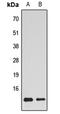 Histone Cluster 4 H4 antibody, LS-C359021, Lifespan Biosciences, Western Blot image 