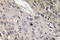 Bone Morphogenetic Protein 6 antibody, LS-C292234, Lifespan Biosciences, Immunohistochemistry paraffin image 