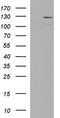 Integrin Subunit Alpha 6 antibody, TA590012, Origene, Western Blot image 