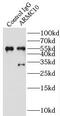 Armadillo Repeat Containing 10 antibody, FNab00583, FineTest, Immunoprecipitation image 