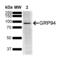 Potassium Two Pore Domain Channel Subfamily K Member 3 antibody, SMC-473D-APCCY7, StressMarq, Western Blot image 