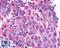 G Protein-Coupled Receptor 17 antibody, LS-A88, Lifespan Biosciences, Immunohistochemistry frozen image 