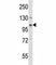 RE1 Silencing Transcription Factor antibody, F45229-0.4ML, NSJ Bioreagents, Western Blot image 