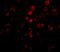 BORA Aurora Kinase A Activator antibody, A02087, Boster Biological Technology, Immunofluorescence image 