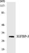 Insulin Like Growth Factor Binding Protein 3 antibody, LS-B12492, Lifespan Biosciences, Western Blot image 