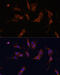Ras GTPase-activating-like protein IQGAP1 antibody, 19-788, ProSci, Immunofluorescence image 