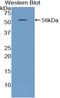 Parathyroid Hormone antibody, LS-C295765, Lifespan Biosciences, Western Blot image 