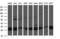 HscB Mitochondrial Iron-Sulfur Cluster Cochaperone antibody, M09549, Boster Biological Technology, Western Blot image 