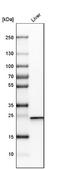 L-xylulose reductase antibody, NBP1-85280, Novus Biologicals, Western Blot image 