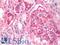 EF-Hand Domain Family Member D1 antibody, LS-B10056, Lifespan Biosciences, Immunohistochemistry frozen image 