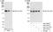 Kinesin Family Member 1C antibody, A301-070A, Bethyl Labs, Immunoprecipitation image 