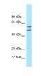 Actin Related Protein T1 antibody, orb330692, Biorbyt, Western Blot image 