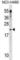 Colony Stimulating Factor 3 antibody, abx031055, Abbexa, Western Blot image 