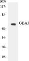 Glucosylceramidase Beta 3 (Gene/Pseudogene) antibody, LS-C291979, Lifespan Biosciences, Western Blot image 
