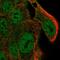 SL9A4 antibody, HPA036096, Atlas Antibodies, Immunofluorescence image 