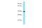 Ras Related GTP Binding A antibody, PA5-45812, Invitrogen Antibodies, Western Blot image 