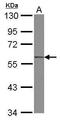 Kruppel Like Factor 4 antibody, PA5-27441, Invitrogen Antibodies, Western Blot image 