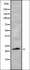 C-Type Lectin Domain Family 3 Member B antibody, orb337039, Biorbyt, Western Blot image 