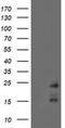 Receptor Activity Modifying Protein 2 antibody, NBP2-01853, Novus Biologicals, Western Blot image 