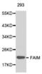 Fas Apoptotic Inhibitory Molecule antibody, abx000814, Abbexa, Western Blot image 