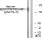 WRN RecQ Like Helicase antibody, PA5-38932, Invitrogen Antibodies, Western Blot image 