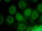 HUP1 antibody, 20570-1-AP, Proteintech Group, Immunofluorescence image 