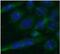 Toll Interacting Protein antibody, FNab08854, FineTest, Immunofluorescence image 