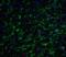 CLU antibody, 3856, ProSci Inc, Immunofluorescence image 