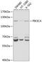 Phosphatidylinositol-4,5-bisphosphate 3-kinase catalytic subunit alpha isoform antibody, 22-275, ProSci, Western Blot image 