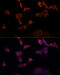 WW Domain Containing Oxidoreductase antibody, 14-562, ProSci, Immunofluorescence image 