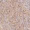 MAPK Activated Protein Kinase 2 antibody, HPA064435, Atlas Antibodies, Immunohistochemistry paraffin image 