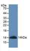 Semaphorin-3A antibody, LS-C663135, Lifespan Biosciences, Western Blot image 