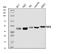 Peptidase, Mitochondrial Processing Beta Subunit antibody, A11793-1, Boster Biological Technology, Western Blot image 