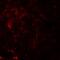 NK2 Homeobox 6 antibody, A09381-1, Boster Biological Technology, Immunofluorescence image 