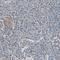 Protein Kinase C Alpha antibody, HPA006564, Atlas Antibodies, Immunohistochemistry paraffin image 